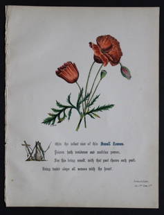 Small Flower by JE Giraud 1845: This original hand-coloured floral print of Small Flower is from The Flowers of Shakespeare by Jane Elizabeth Giraud, Published privately, Faversham, 1845. This print is beautifully illustrated and is