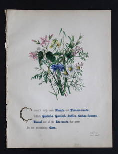 Hemlock, Weeds, Nettles etc by JE Giraud 1845: This original hand-coloured floral print of Hemlock, Weeds, Nettles etc is from The Flowers of Shakespeare by Jane Elizabeth Giraud, Published privately, Faversham, 1845. This print is beautifully ill