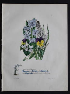 Pansies, Violets, Asphodel etc by JE Giraud 1846: This original hand-coloured floral print of Pansies, Violets, Asphodel etc is from The Flowers of Milton by Jane Elizabeth Giraud, Published privately, Faversham, 1846. This print is beautifully illus