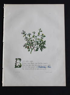 Euphrasy and Rue by JE Giraud 1846: This original hand-coloured floral print of Euphrasy and Rue is from The Flowers of Milton by Jane Elizabeth Giraud, Published privately, Faversham, 1846. This print is beautifully illustrated and