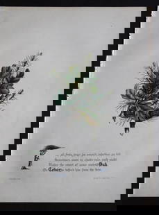 Oak and Cedar by JE Giraud 1846: This original hand-coloured floral print of Oak and Cedar is from The Flowers of Milton by Jane Elizabeth Giraud, Published privately, Faversham, 1846. This print is beautifully illustrated and is