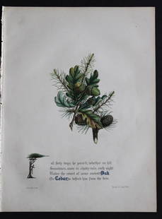 Oak and Cedar by JE Giraud 1846: This original hand-coloured floral print of Oak and Cedar is from The Flowers of Milton by Jane Elizabeth Giraud, Published privately, Faversham, 1846. This print is beautifully illustrated and is acc