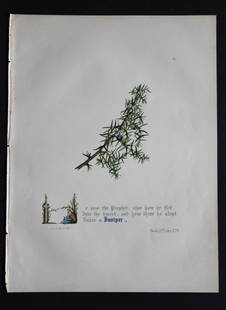 Juniper by JE Giraud 1846: This original hand-coloured floral print of Juniper is from The Flowers of Milton by Jane Elizabeth Giraud, Published privately, Faversham, 1846. This print is beautifully illustrated and is