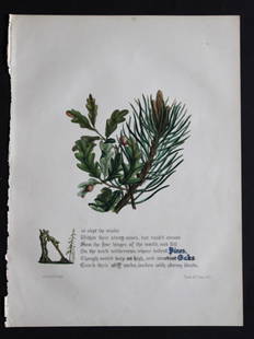 Pines and Oaks by JE Giraud 1846: This original hand-coloured floral print of Pines and Oaks is from The Flowers of Milton by Jane Elizabeth Giraud, Published privately, Faversham, 1846. This print is beautifully illustrated and is