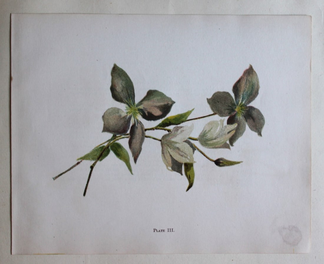 Purple Clematis by Elizabeth Yeats 1898: This chromolithographic print is by Elizabeth Corbet Yeats from her book Brushwork Studies of Flowers, Fruit, and Animals for Teachers and Advanced Students. Published by George Philip & Son, London 1