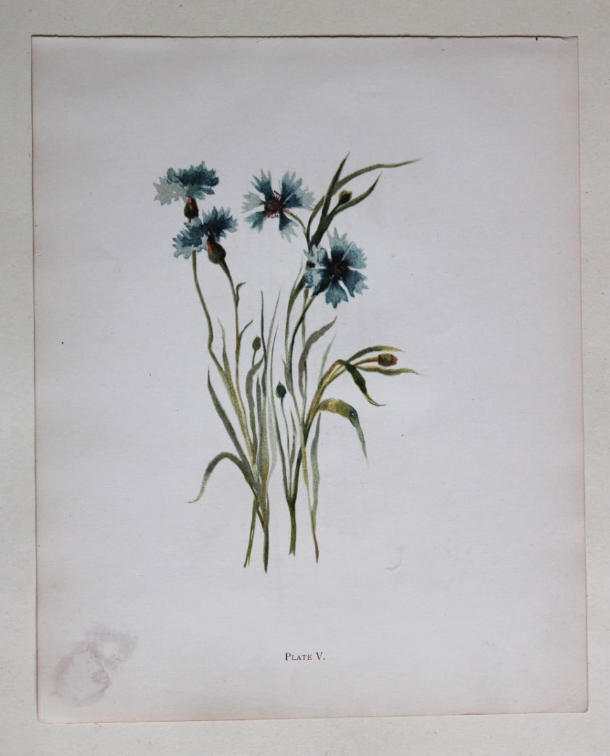 Cornflower by Elizabeth Yeats 1898 (1 of 1)