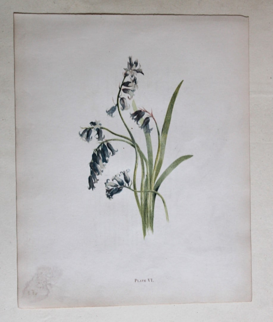 Wild Hyacinth or Bluebell by Elizabeth Yeats 1898 (1 of 1)