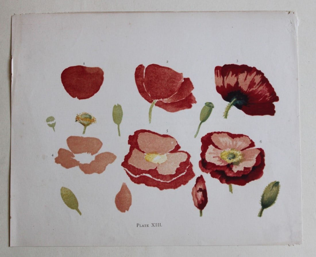 Shirley Poppies by Elizabeth Yeats 1898 (1 of 1)