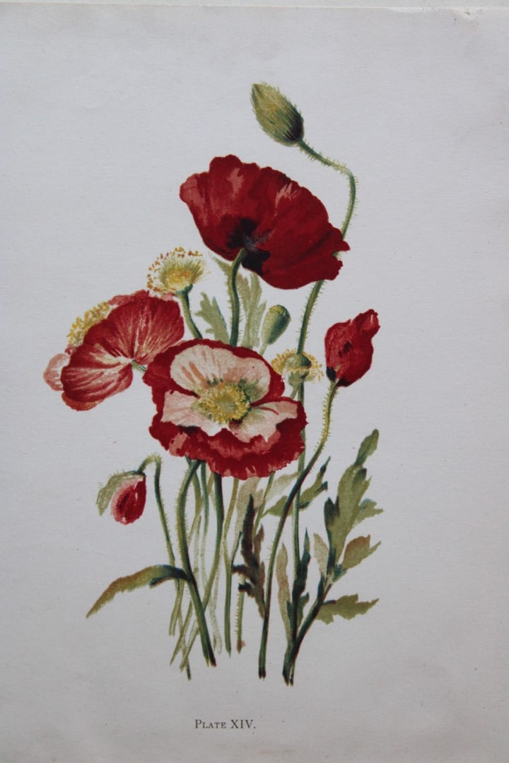 Shirley Poppies by Elizabeth Yeats 1898 (1 of 1)
