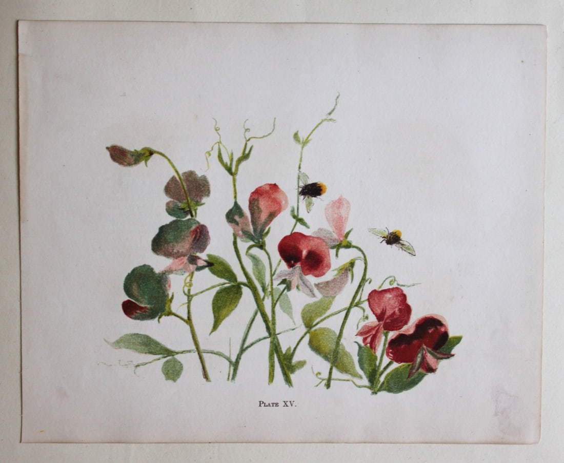 Sweet Peas and Bees by Elizabeth Yeats 1898 (1 of 1)