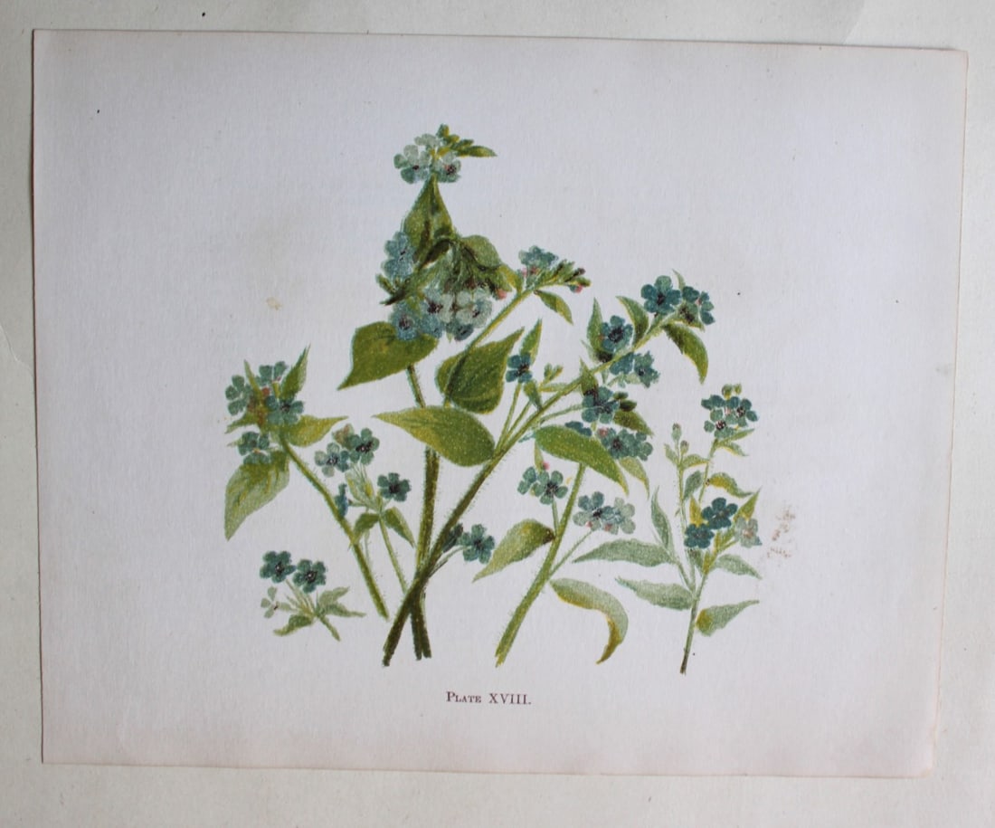 Kalsamet by Elizabeth Yeats 1898 (1 of 1)