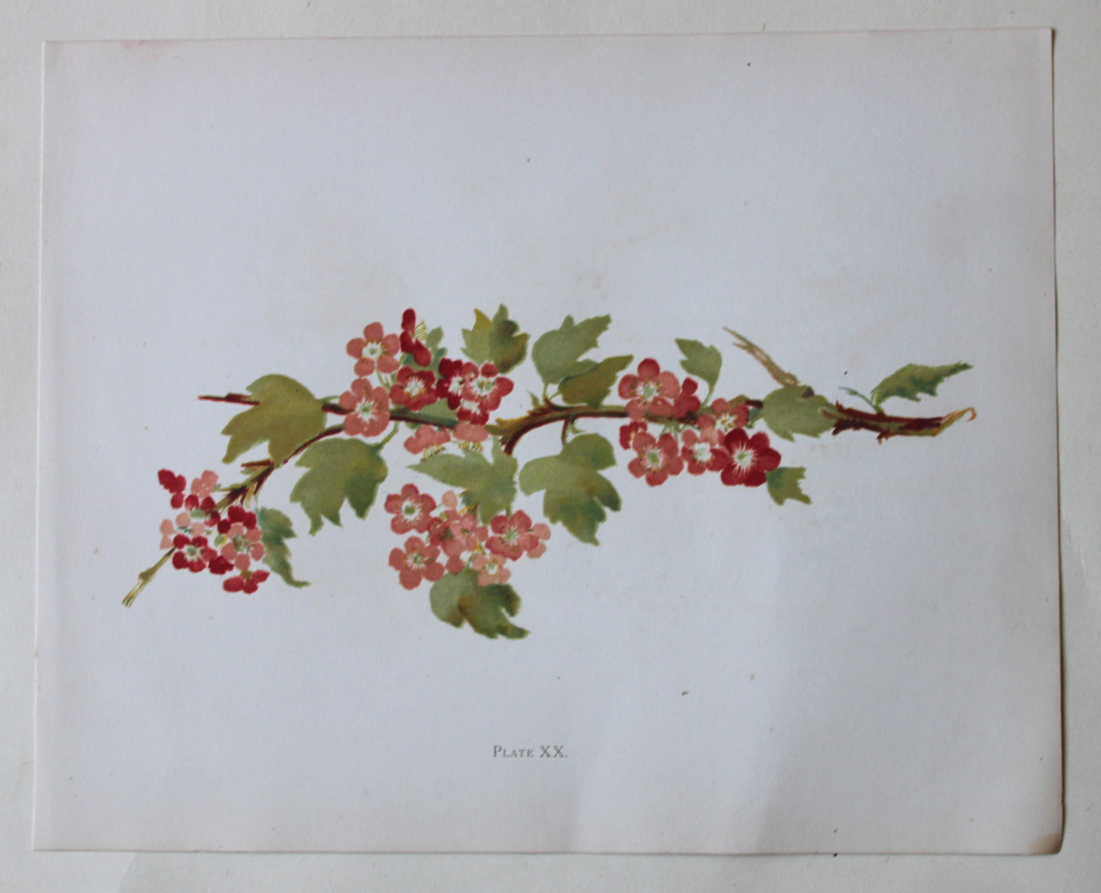 Pink Hawthorn by Elizabeth Yeats 1898 (1 of 1)