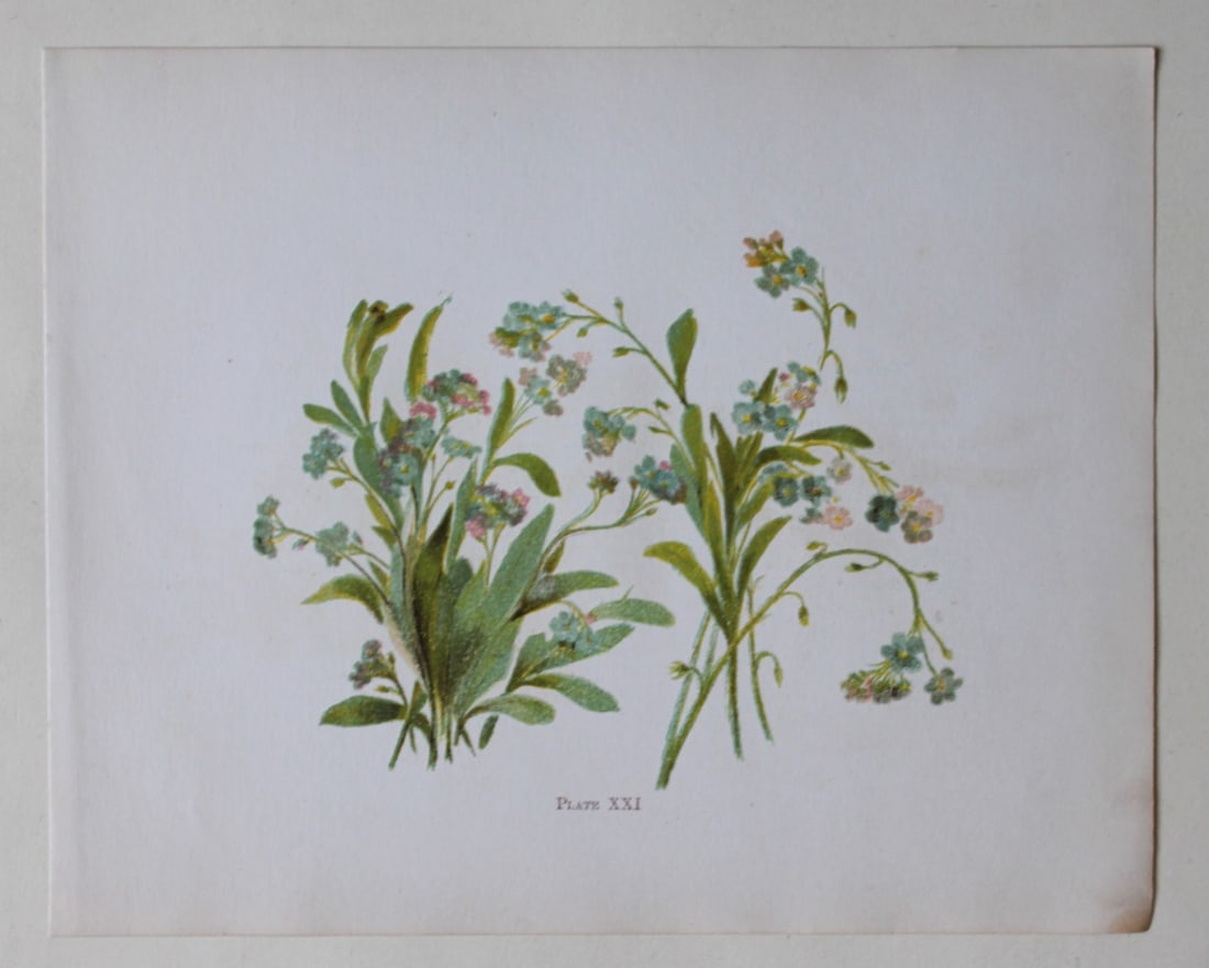 Forget-me-not by Elizabeth Yeats 1898 (1 of 1)