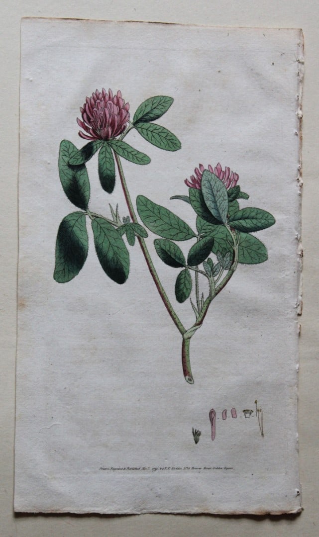Engraving by FP Nodder from Flora Rustica 1792: This hand-coloured engraving of Trifolium Medium - Clover by Frederick P. Nodder is from Flora Rustica: Exhibiting Accurate Figures of such Plants as are either Useful or Injurious in Husbandry by Tho