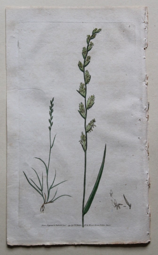 Engraving by FP Nodder from Flora Rustica 1792: This hand-coloured engraving of Lolium perenne - Perennial Darnel by Frederick P. Nodder is from Flora Rustica: Exhibiting Accurate Figures of such Plants as are either Useful or Injurious in Husbandr