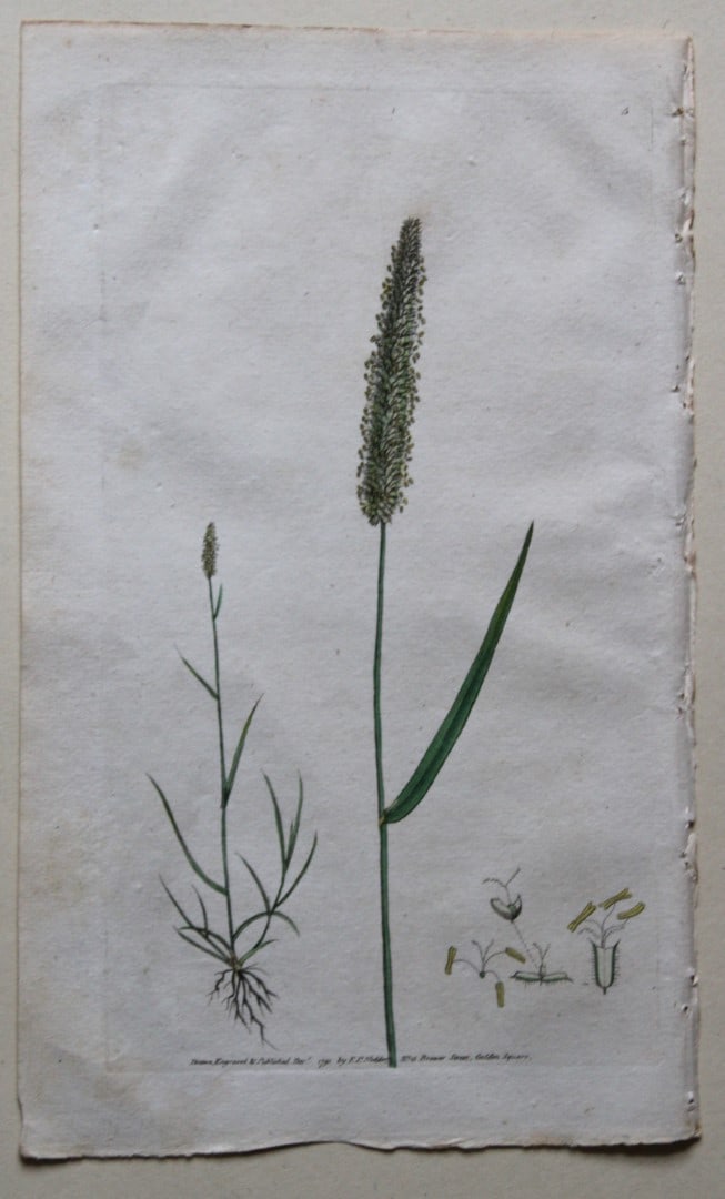 Engraving by FP Nodder from Flora Rustica 1792: This hand-coloured engraving of Phleum Pratensis - Meadow Cat's-Tail Grass by Frederick P. Nodder is from Flora Rustica: Exhibiting Accurate Figures of such Plants as are either Useful or Injurious in
