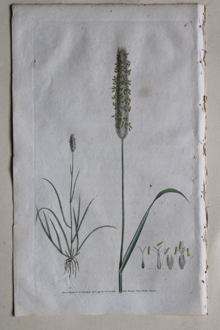 Engraving by FP Nodder from Flora Rustica 1792: This hand-coloured engraving of Alopecurus Pratensis - Meadow Fox-Tail Grass by Frederick P. Nodder is from Flora Rustica: Exhibiting Accurate Figures of such Plants as are either Useful or Injurious