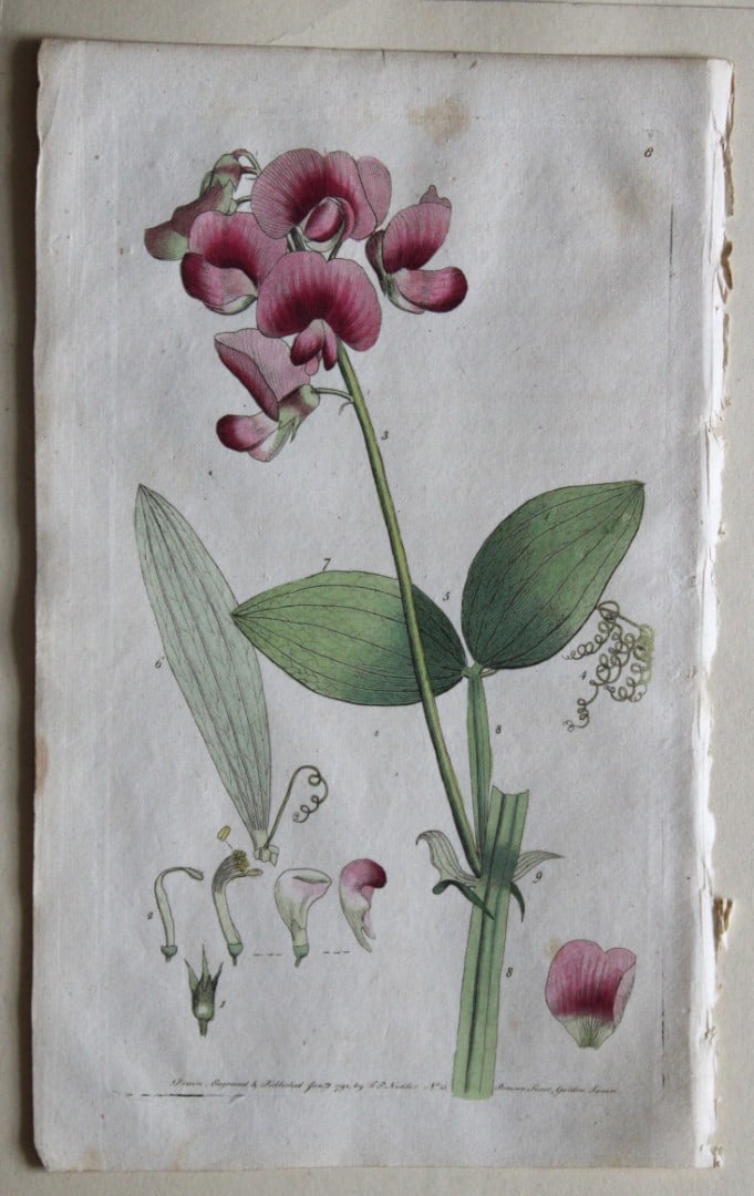 Engraving  by FP Nodder from Flora Rustica 1792 (1 of 1)