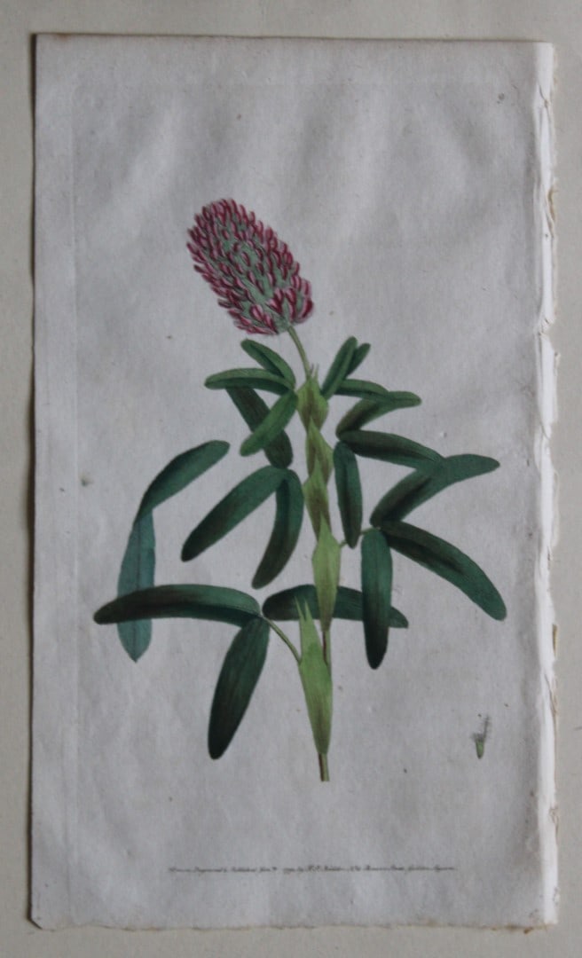 Engraving by FP Nodder from Flora Rustica 1792: This hand-coloured engraving of Trifolium Rubens - Long spiked Trefoil by Frederick P. Nodder is from Flora Rustica: Exhibiting Accurate Figures of such Plants as are either Useful or Injurious in Hus