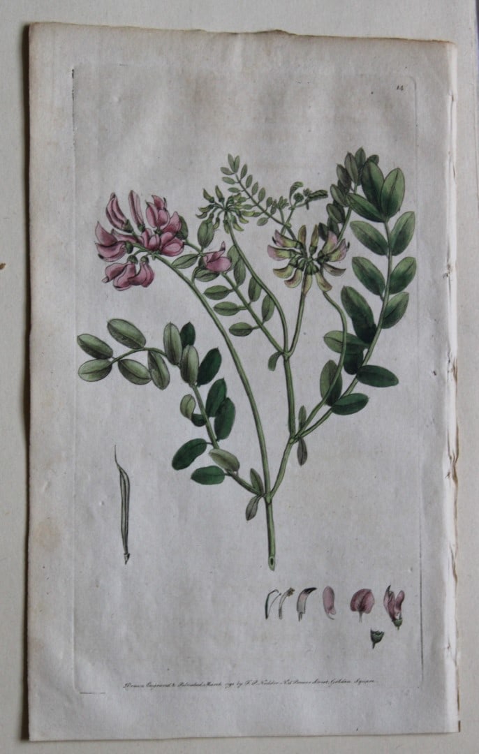 Engraving by FP Nodder from Flora Rustica 1792: This hand-coloured engraving of Coronilla varia - Purple Coronilla by Frederick P. Nodder is from Flora Rustica: Exhibiting Accurate Figures of such Plants as are either Useful or Injurious in Husband
