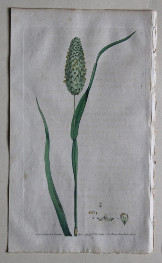 Engraving by FP Nodder from Flora Rustica 1792: This hand-coloured engraving of Phalaris Canariensis - Cultivated Canary Grass by Frederick P. Nodder is from Flora Rustica: Exhibiting Accurate Figures of such Plants as are either Useful or Injuriou