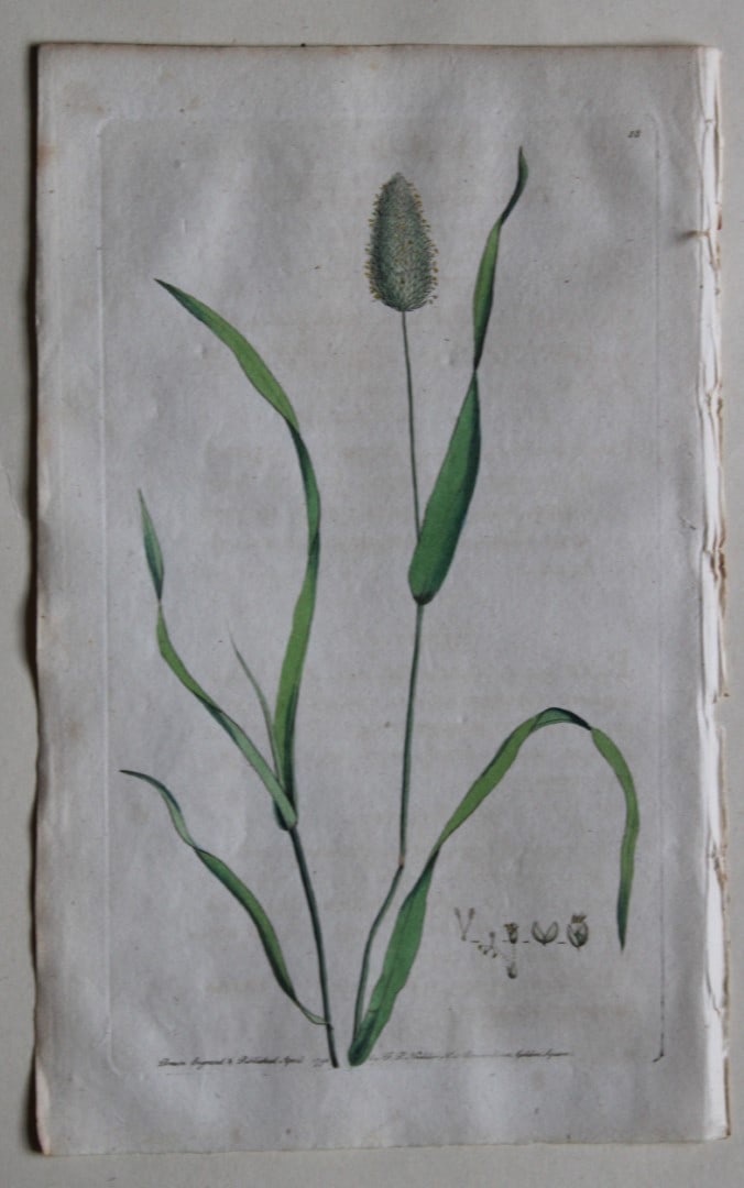 Engraving by FP Nodder from Flora Rustica 1792: This hand-coloured engraving of Phalaris Aquatica - Water Canary Grass by Frederick P. Nodder is from Flora Rustica: Exhibiting Accurate Figures of such Plants as are either Useful or Injurious in Hus