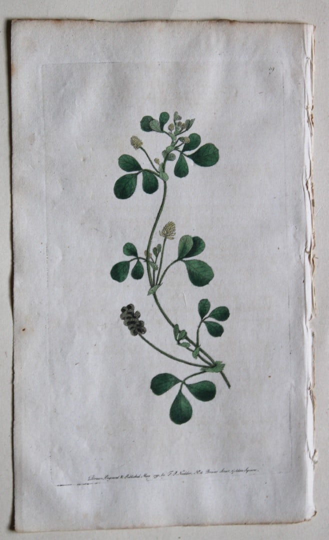 Engraving by FP Nodder from Flora Rustica 1792: This hand-coloured engraving of Medicago Lupulina - Black or Hop Medick by Frederick P. Nodder is from Flora Rustica: Exhibiting Accurate Figures of such Plants as are either Useful or Injurious in Hu