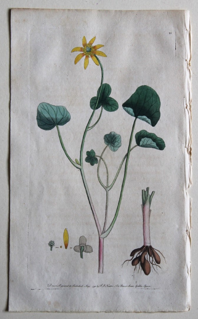 Engraving  by FP Nodder from Flora Rustica 1792 (1 of 1)