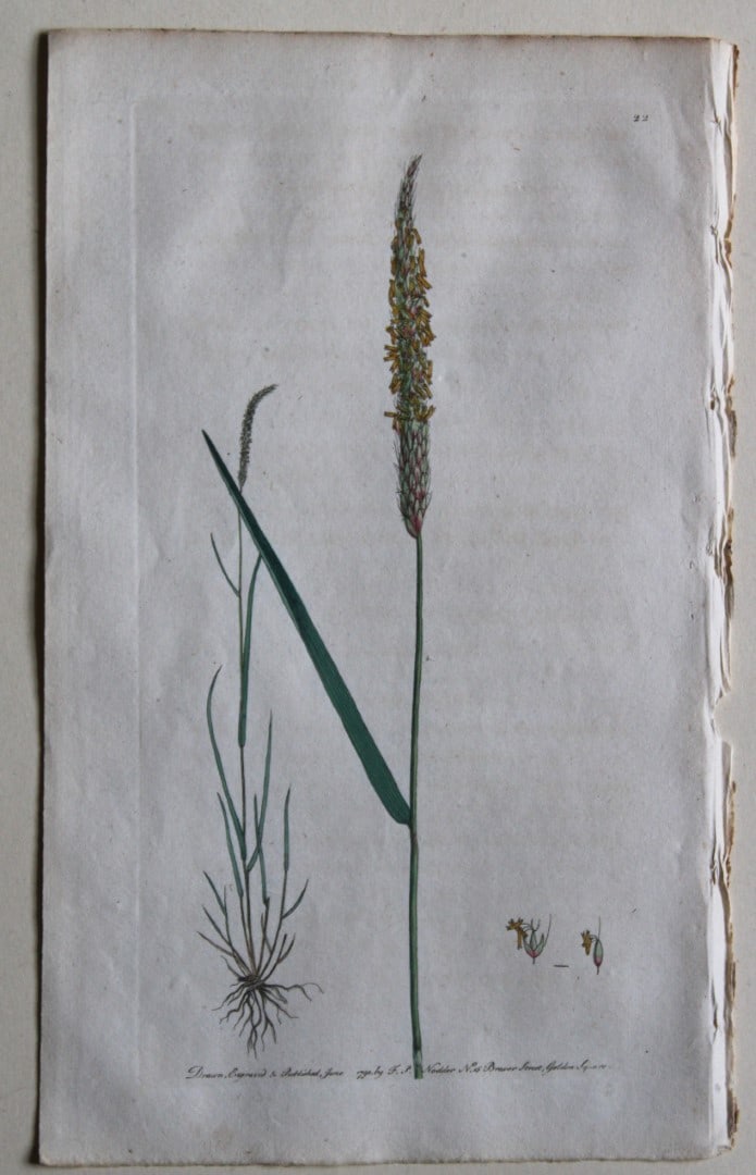 Engraving by FP Nodder from Flora Rustica 1792: This hand-coloured engraving of Alopecurus Agrestis - Mouse-tail Grass by Frederick P. Nodder is from Flora Rustica: Exhibiting Accurate Figures of such Plants as are either Useful or Injurious in Hus