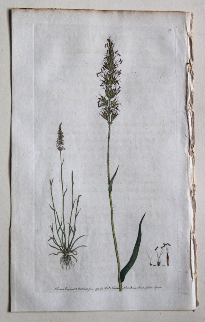 Engraving by FP Nodder from Flora Rustica 1792: This hand-coloured engraving of Anthoxanthum odoratum - Sweet scented vernal grass by Frederick P. Nodder is from Flora Rustica: Exhibiting Accurate Figures of such Plants as are either Useful or Inju