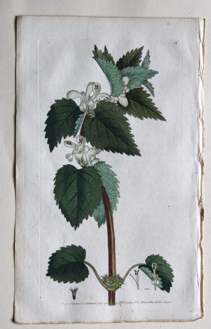 Engraving by FP Nodder from Flora Rustica 1792: This hand-coloured engraving of Lamium album - White Dead-nettle or Archangel by Frederick P. Nodder is from Flora Rustica: Exhibiting Accurate Figures of such Plants as are either Useful or Injurious