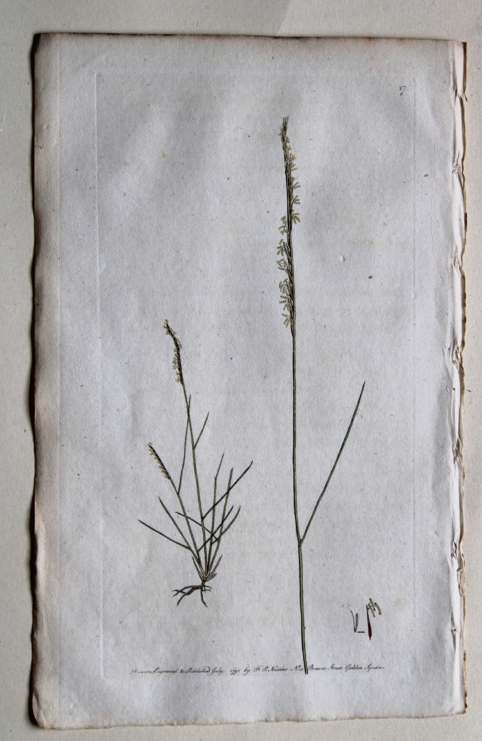 Engraving by FP Nodder from Flora Rustica 1792: This hand-coloured engraving of Nardus stricta - Mat-grass or Small Matweed by Frederick P. Nodder is from Flora Rustica: Exhibiting Accurate Figures of such Plants as are either Useful or Injurious i