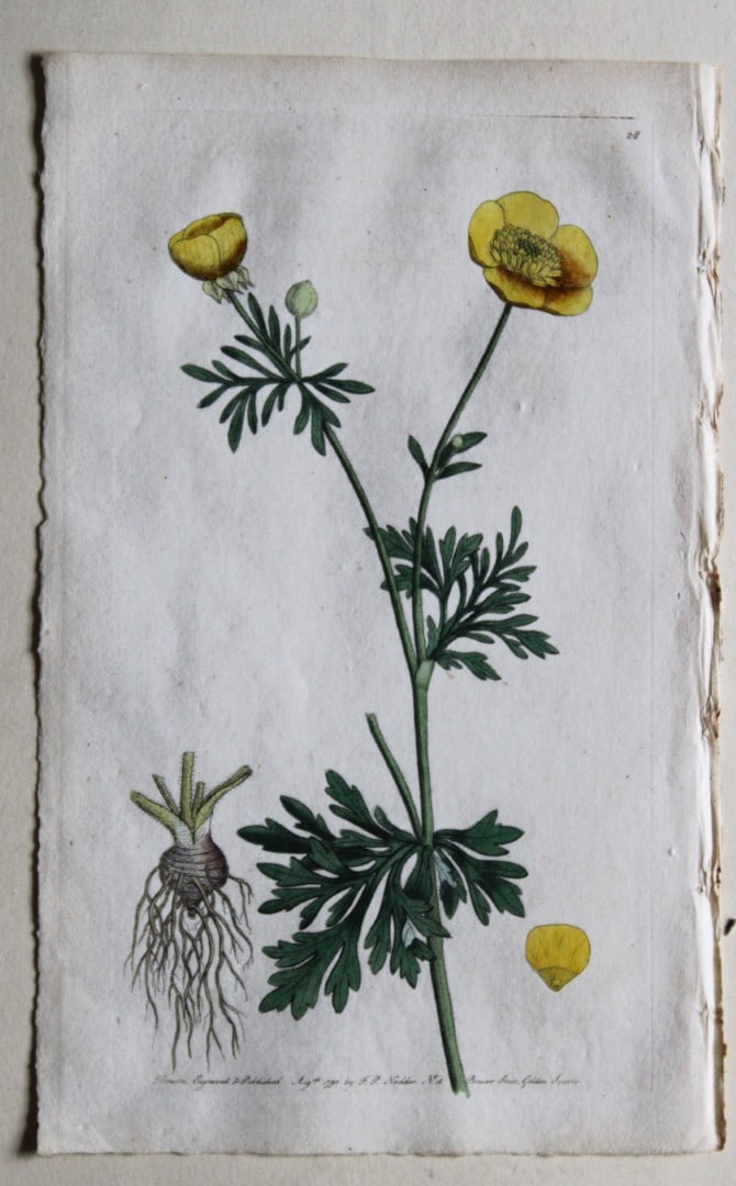 Engraving  by FP Nodder from Flora Rustica 1792 (1 of 1)