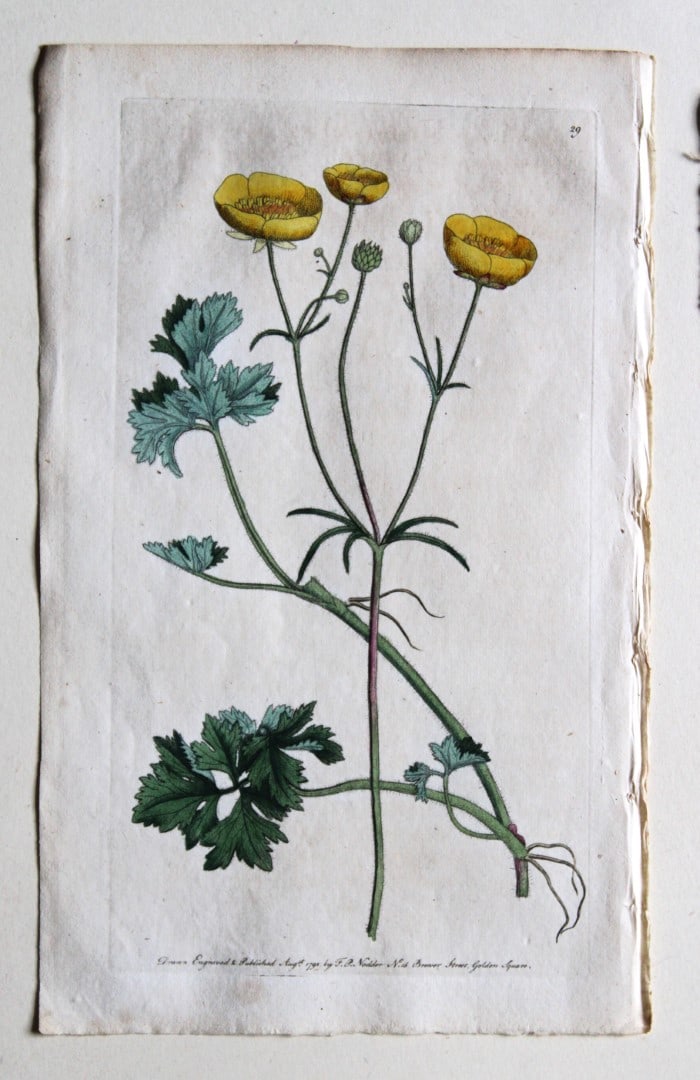 Engraving by FP Nodder from Flora Rustica 1792: This hand-coloured engraving of Ranunculus repens - Creeping crowfoot by Frederick P. Nodder is from Flora Rustica: Exhibiting Accurate Figures of such Plants as are either Useful or Injurious in Husb