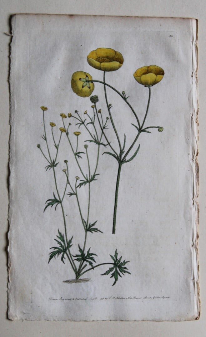 Engraving by FP Nodder from Flora Rustica 1792: This hand-coloured engraving of Ranunculus acris - Upright crowfoot by Frederick P. Nodder is from Flora Rustica: Exhibiting Accurate Figures of such Plants as are either Useful or Injurious in Husban