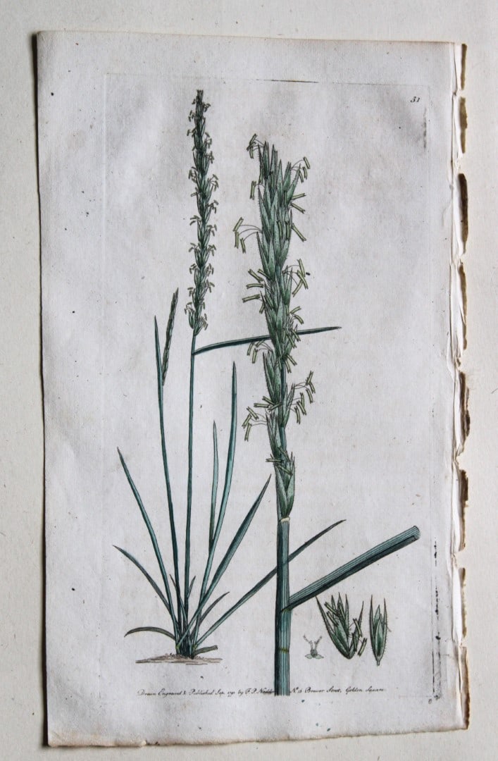 Engraving by FP Nodder from Flora Rustica 1792: This hand-coloured engraving of Elymus arenarius - Sea Lyme-grass by Frederick P. Nodder is from Flora Rustica: Exhibiting Accurate Figures of such Plants as are either Useful or Injurious in Husbandr