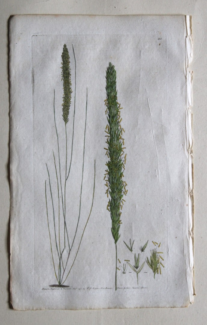 Engraving by FP Nodder from Flora Rustica 1792: This hand-coloured engraving of Arundo arenarius - Sea Reed-grass by Frederick P. Nodder is from Flora Rustica: Exhibiting Accurate Figures of such Plants as are either Useful or Injurious in Husbandr