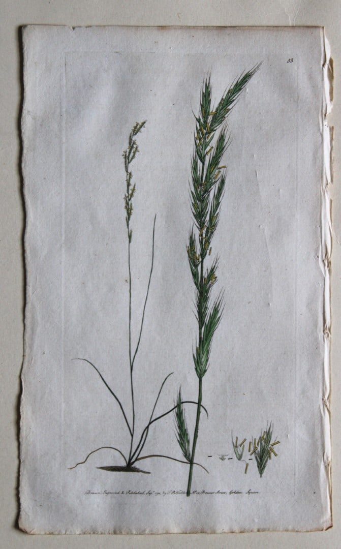 Engraving by FP Nodder from Flora Rustica 1792: This hand-coloured engraving of Lolium temulentum - Annual Darnel-grass by Frederick P. Nodder is from Flora Rustica: Exhibiting Accurate Figures of such Plants as are either Useful or Injurious in Hu