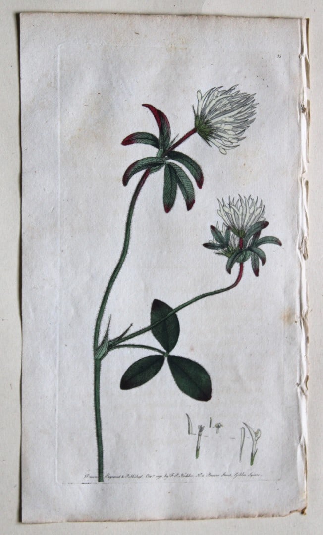 Engraving by FP Nodder from Flora Rustica 1792: This hand-coloured engraving of Trifolium ochroleucum - Pallid Trefoil by Frederick P. Nodder is from Flora Rustica: Exhibiting Accurate Figures of such Plants as are either Useful or Injurious in Hus