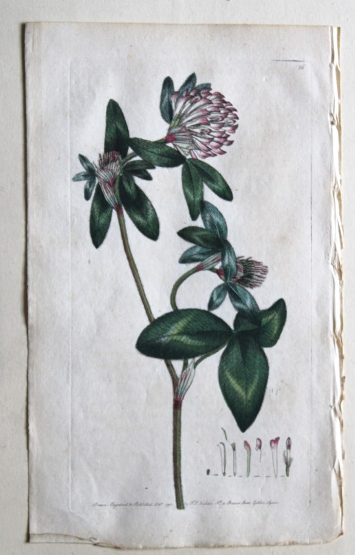 Engraving by FP Nodder from Flora Rustica 1792: This hand-coloured engraving of Cow-grass by Frederick P. Nodder is from Flora Rustica: Exhibiting Accurate Figures of such Plants as are either Useful or Injurious in Husbandry by Thomas Martyn. Publ