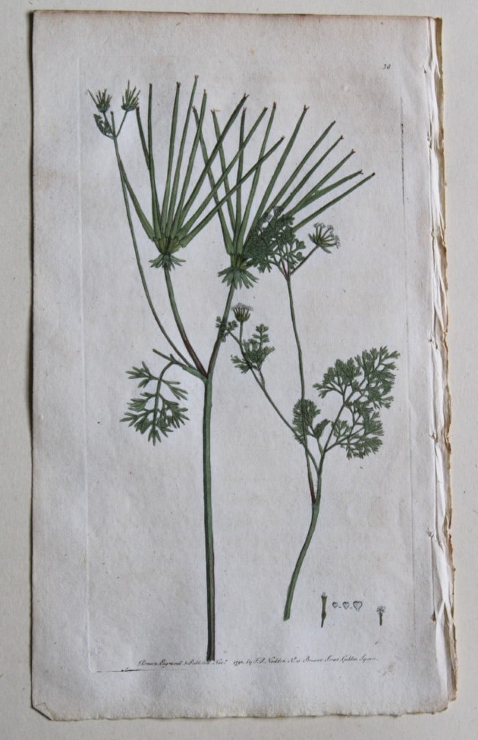 Engraving  by FP Nodder from Flora Rustica 1792 (1 of 1)