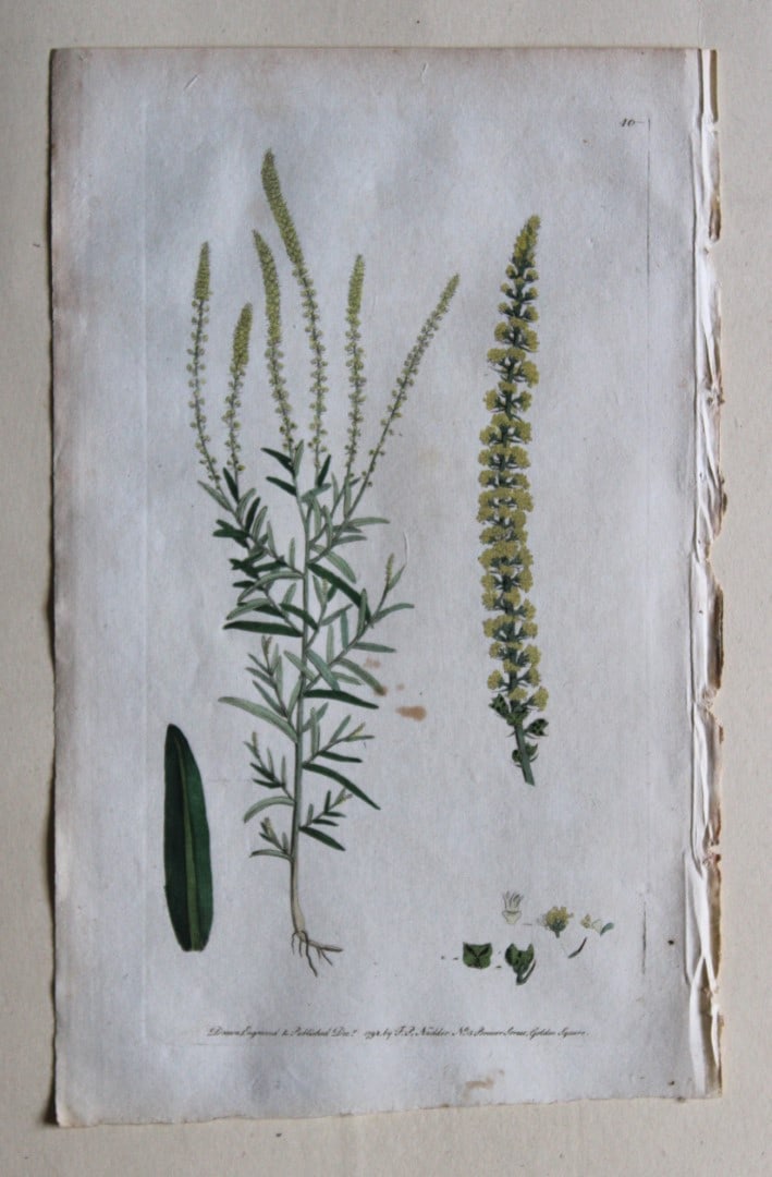 Engraving by FP Nodder from Flora Rustica 1792: This hand-coloured engraving of Reseda Luteola - Dyer's-weed or Weld by Frederick P. Nodder is from Flora Rustica: Exhibiting Accurate Figures of such Plants as are either Useful or Injurious in Husba