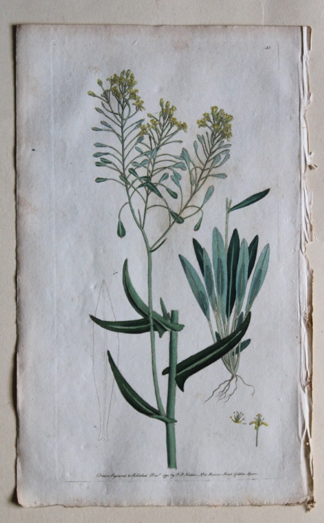 Engraving by FP Nodder from Flora Rustica 1792: This hand-coloured engraving of Isatis tinctoria - Common dyer's-woad by Frederick P. Nodder is from Flora Rustica: Exhibiting Accurate Figures of such Plants as are either Useful or Injurious in Husb