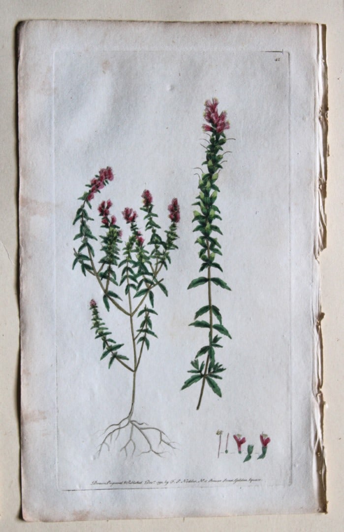 Engraving  by FP Nodder from Flora Rustica 1792 (1 of 1)
