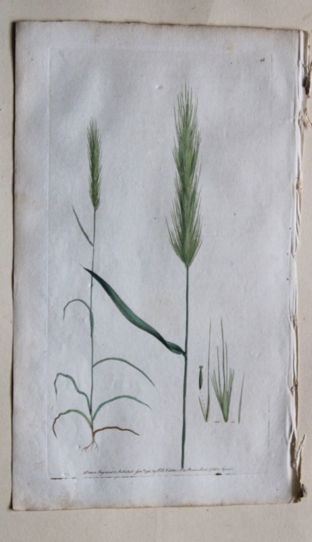 Engraving by FP Nodder from Flora Rustica 1792: This hand-coloured engraving of Hordeum murinum - Wall Barley-grass by Frederick P. Nodder is from Flora Rustica: Exhibiting Accurate Figures of such Plants as are either Useful or Injurious in Husban