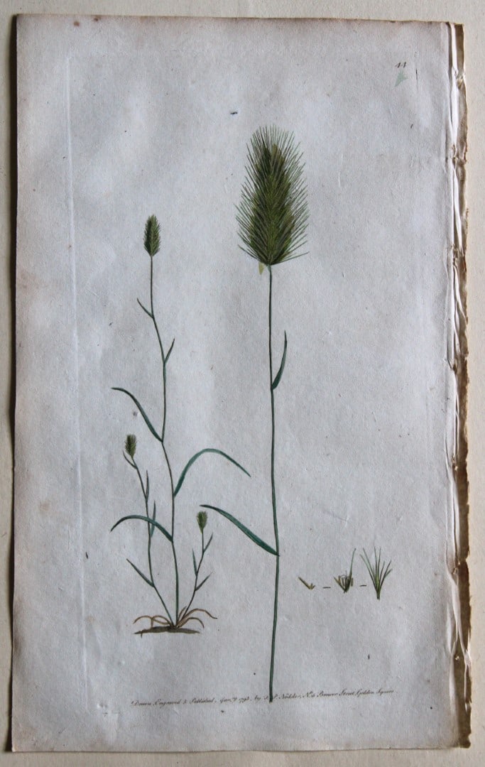 Engraving  by FP Nodder from Flora Rustica 1792 (1 of 1)