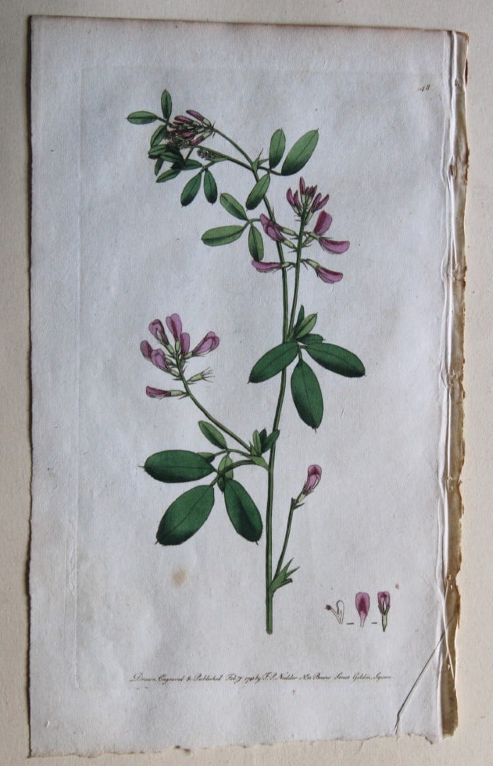 Engraving  by FP Nodder from Flora Rustica 1792 (1 of 1)