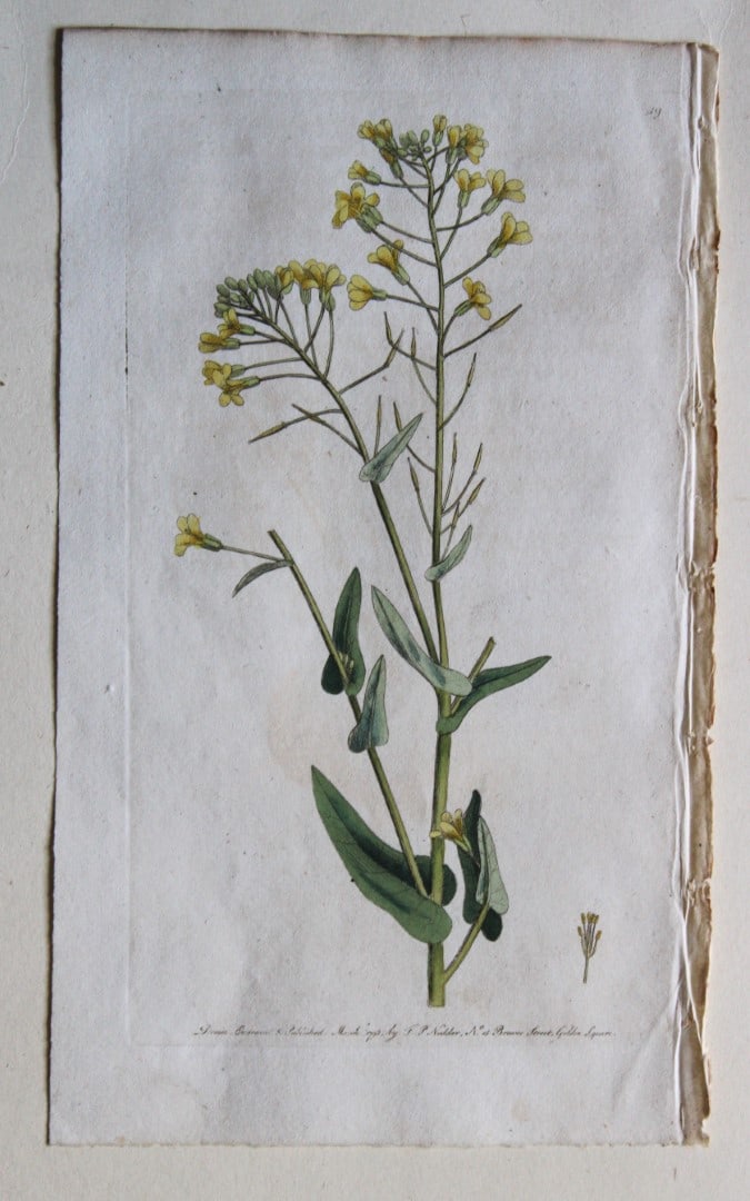 Engraving  by FP Nodder from Flora Rustica 1792 (1 of 1)