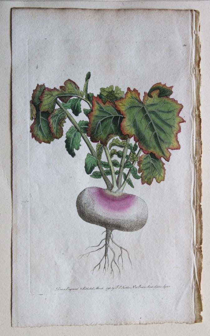 Engraving  by FP Nodder from Flora Rustica 1792 (1 of 1)