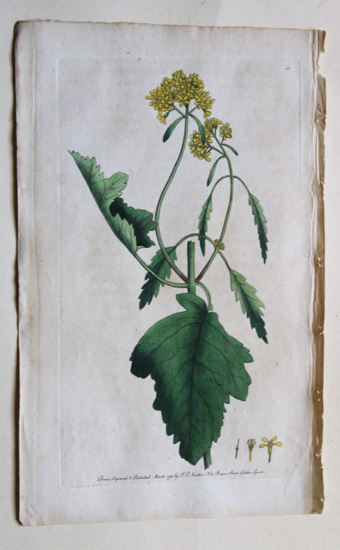 Engraving  by FP Nodder from Flora Rustica 1792 (1 of 1)